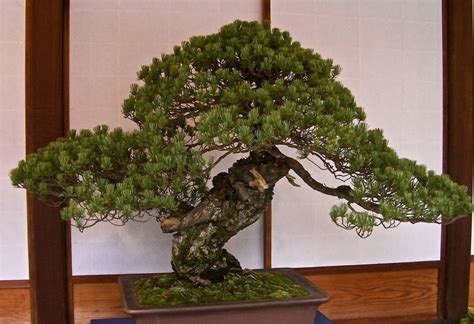 5 Oldest Bonsai Trees In The World Bonsai2u