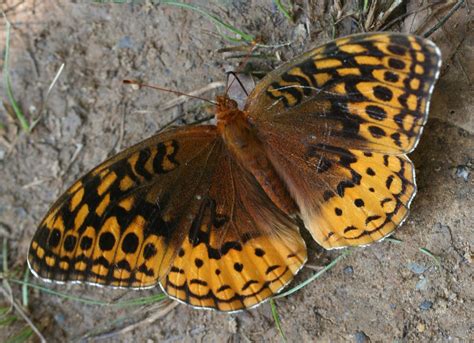 Mica Biodiversity Great Spangled Fritillary Butterfly Speyeria Cybele