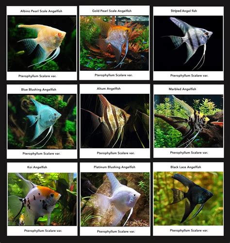 Freshwater Angelfish Care Guide How To Take Care Of Angelfish Pet