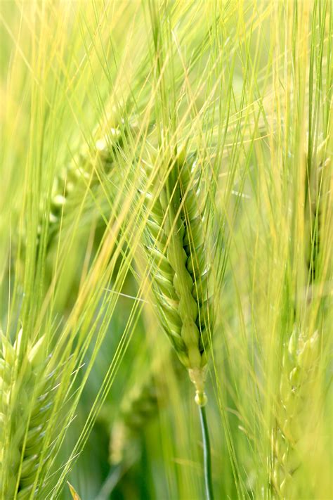 Free Images Nature Meadow Barley Prairie Summer Green Crop