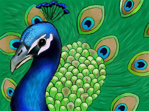 Peacock By Timber98 On Deviantart