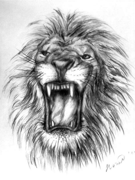 How To Draw A Lion Face Roaring Paula Willis
