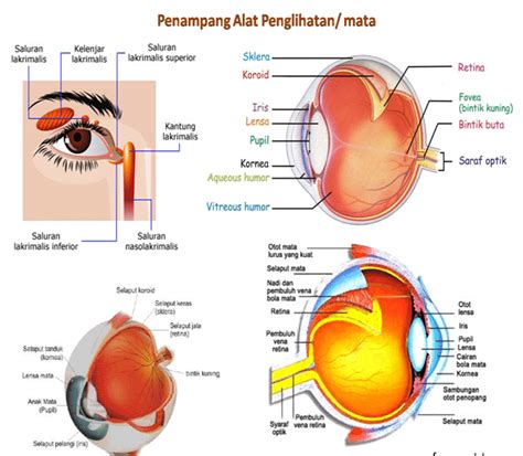 Anatomi Mata Dan Fungsinya Ujian