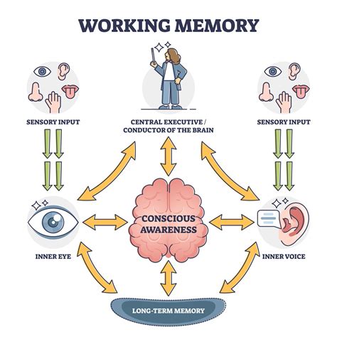Working Memory Model In Psychology Baddeley And Hitch