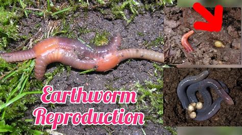 Earthworm Reproduction Earthworm Copulation How Do Worm Reproduce Sexual Reproduction