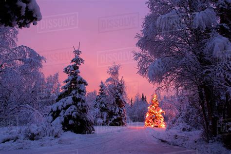 Lit Christmas Tree At Night Near Anchorage Alaska Winter Stock Photo