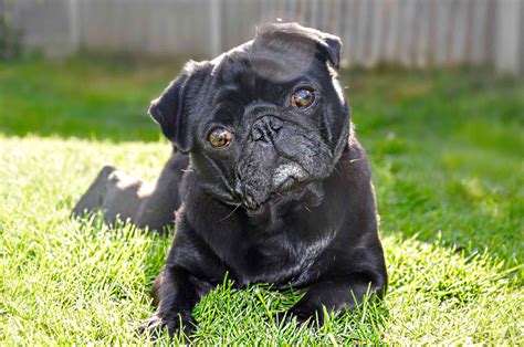 Understand the side effects before administering steroids for your dog's itch today 8 of the Worst Dog Breeds for Allergies