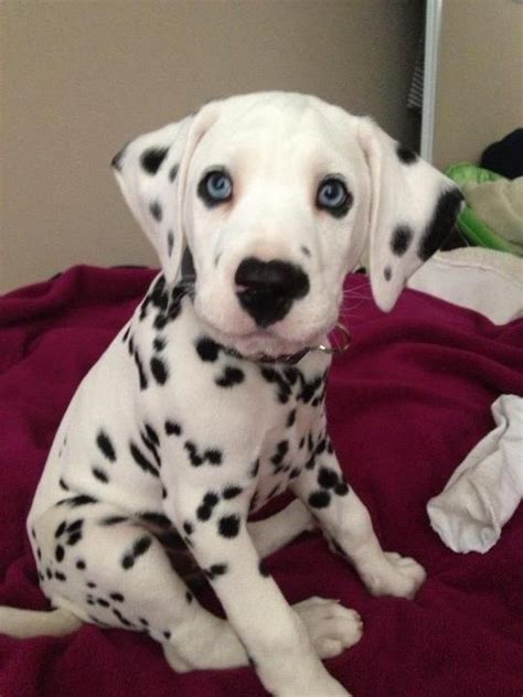 Since we want to know when do puppies open their eyes fully, we need to look at the early development of newborn dogs. Baby Dalmatian | Dogs | Pinterest | Dalmatians and Babies
