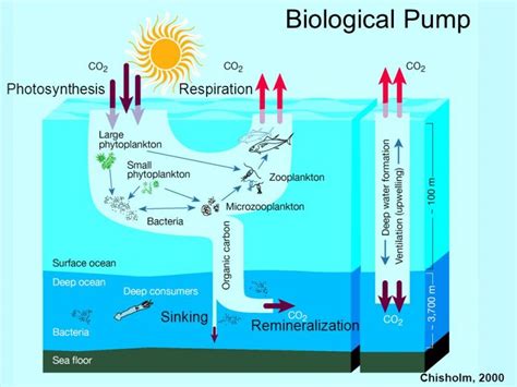Carbon Cycle Communicating Science 2017 Section 211