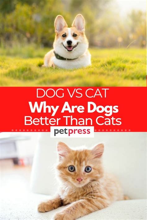 8 Reasons Why Dogs Are Better Than Cats Do You Agree