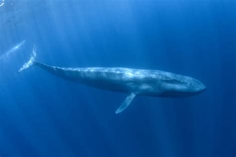 Pygmy Blue Whales Discovered By Their Singing 2ser