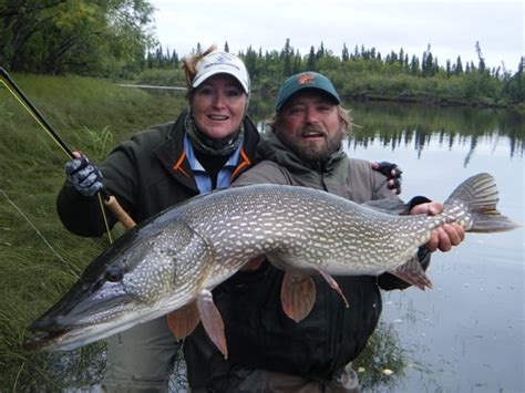 Fish Facts Northern Pike Esox Lucius Orvis News