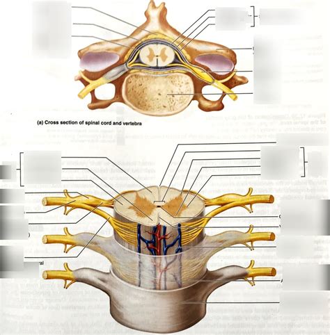 Spinal Cord And Spinal Meninges Diagram Quizlet