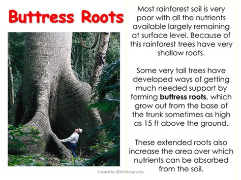 Tropical Rainforest Plant Adaptations Information Sheets Teaching Resources