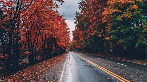 عکس جاده پاییزی والپیپر و بک گراند