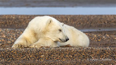 Usa Alaska Barter Island Kaktovik Polar Bear Eisbär Rottmar