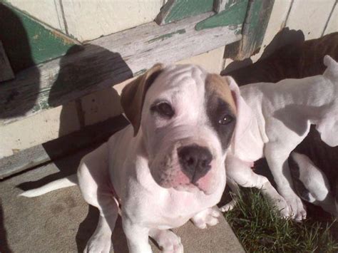Our average dog weighs over 95 pounds. 100% American Bulldog (Johnson) type for Sale in Denver ...