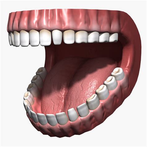 Human Mouth Teeth Gums Obj