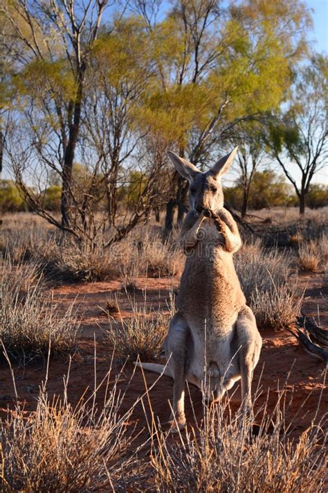 Known as stuart until 31 august 1933. Australien, NT, Alice Springs, Stuart Highway Stockfoto ...