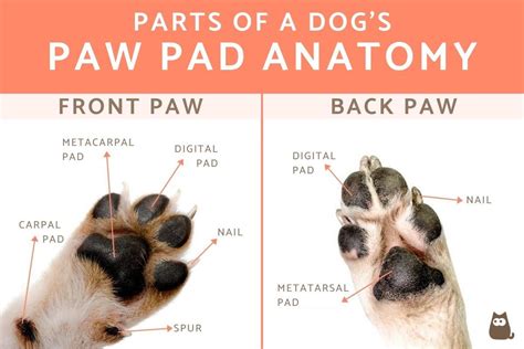 Anatomy Of Dog Paw Structure With Forelimb And Hindlimb Vector
