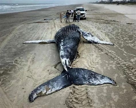 Mais Uma Baleia é Encontrada Morta No Litoral Do Paraná Já é A Nona Em Três Meses Xv Curitiba