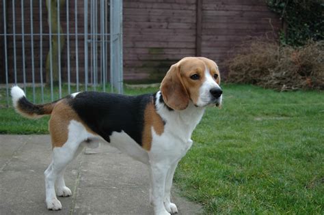 beagle dog breed