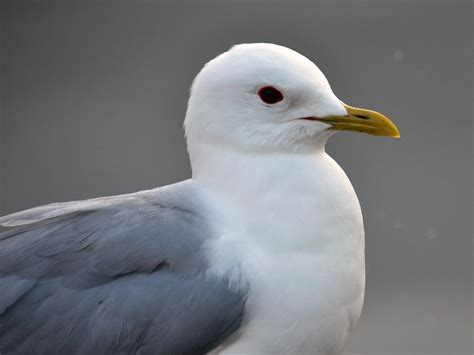 Common Gull Bird Facts Larus Canus Bird Fact