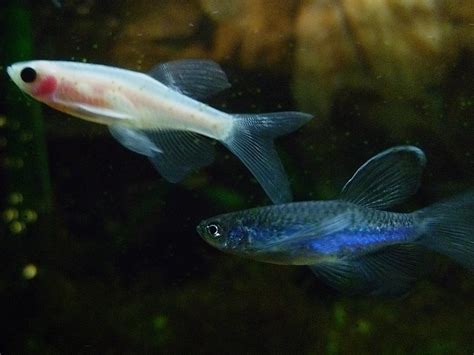 Blue And Ghost Longfin Zebra Danios Danio Rerio Var Florian