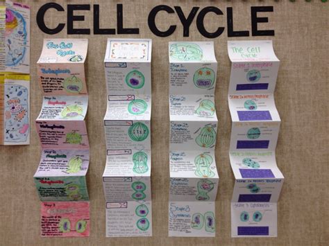 Magnificent Activities To Teach Mitosis Teaching Expertise