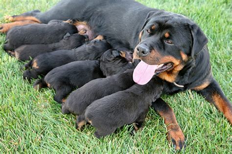 15 Awesome Pics Of Proud Dog Mommies With Their Cute Babies Reckon Talk
