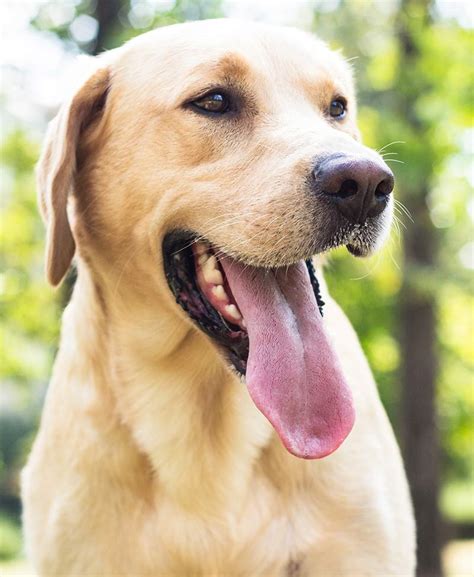 Labrador Weight Charts - How Much Should My Labrador Weigh?