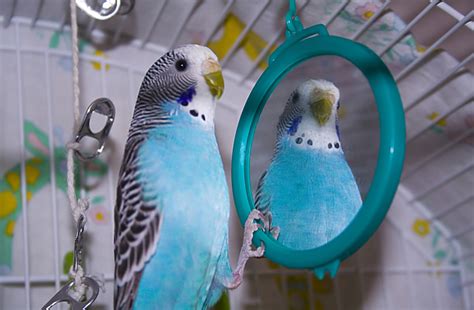 Getting A Budgie Things You Need Pethelpful