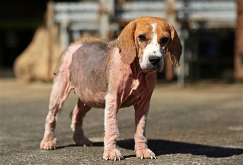 Mange In Dogs What You Need To Know Monkoodog