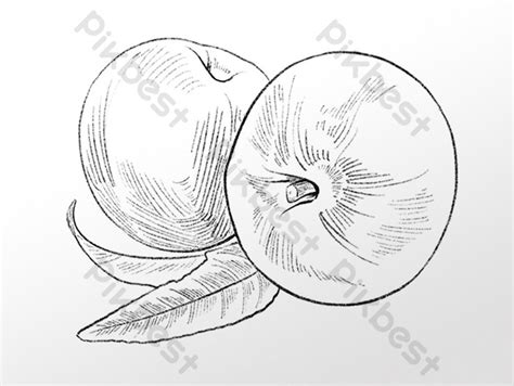 Gambar Gambar Garis Tangan Menggambar Sketsa Ilustrasi Buah Apel Musim