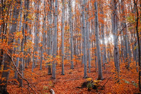 Trees In Autumn Forest · Free Stock Photo