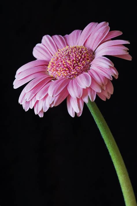 25 Flower Photography Tips For Beginners Techradar