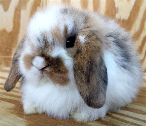 Holland Lop Cute Baby Animals Cute Little Animals Cute Animals Images