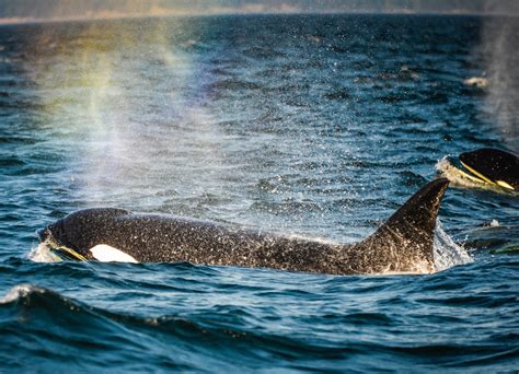 Orca Killer Whales In The Strait Of Juan De Fuca Sidney Flickr