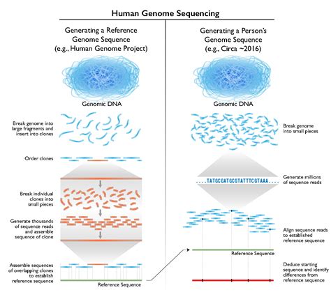 The Cost Of Sequencing A Human Genome