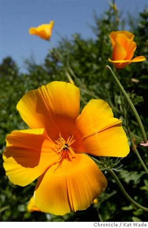 Leave the stalk and leaves intact to wither naturally so. Study reveals desires of bees, native and non / Plant ...
