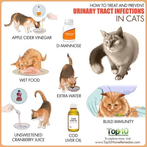 If your uti has become a kidney infection that causes fevers, chills and back pain, your doctor may have you treated with an iv because certain make sure to get the proper treatment for a uti from your doc, and once you know your uti is gone, take cranberry to help maintain a healthy urinary tract. Home remedies for urinary tract infection in male cats ...