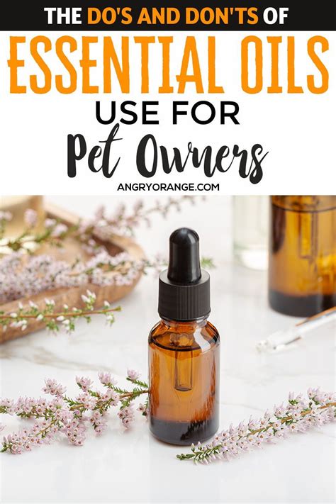 The Dos And Donts Of Essential Oils Use For Pet Owners Essential