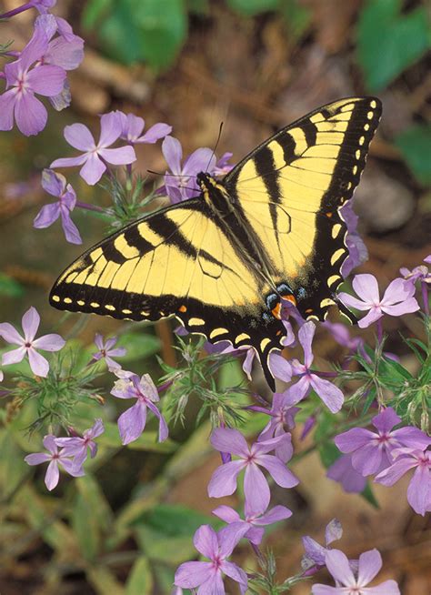 Larval And Nectar Plants For The Tiger Swallowtail UF IFAS Extension