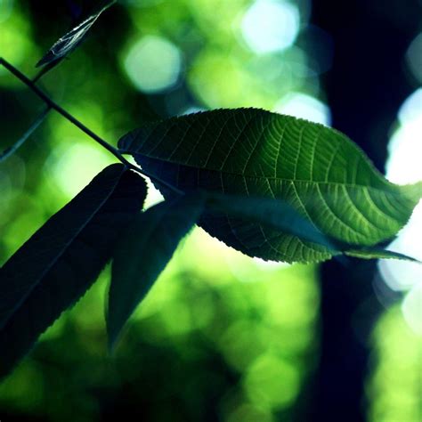 Forest Leaf Macro Ipad Wallpapers Free Download