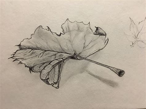 Leaf Study Pencil Sketch Pencil Drawings Leaves Sketch Fun Comics