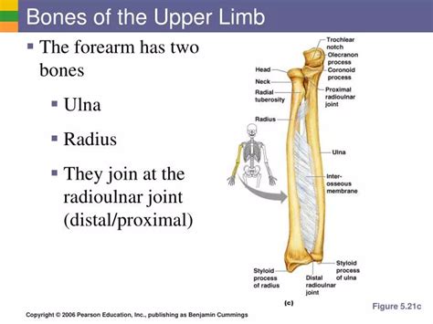 Ppt Bones Of The Upper Limb Powerpoint Presentation Free Download