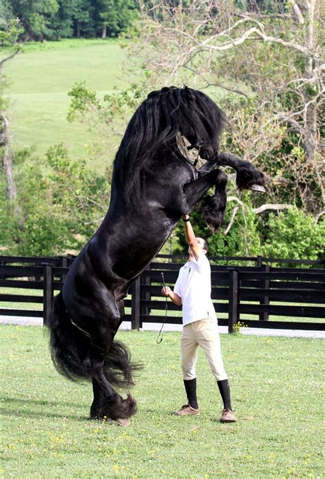 Majestic Black Andalusian The Andalusian Also Known As