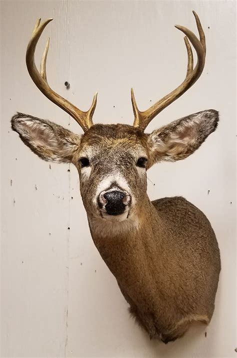 Whitetail Deer Mount Taxidermy Done By The Mad Taxidermist Rob Reysen