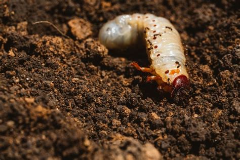 What Is A Grub Worm And How To Get Rid Of Them My Backyard Life