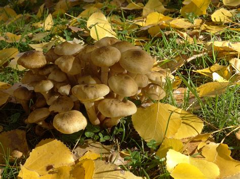 banco de imagens natureza outono fungo fungos cogumelos floresta agaric bolete